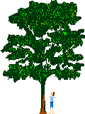 Chestnut tree